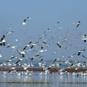 Birds of Bhigwan