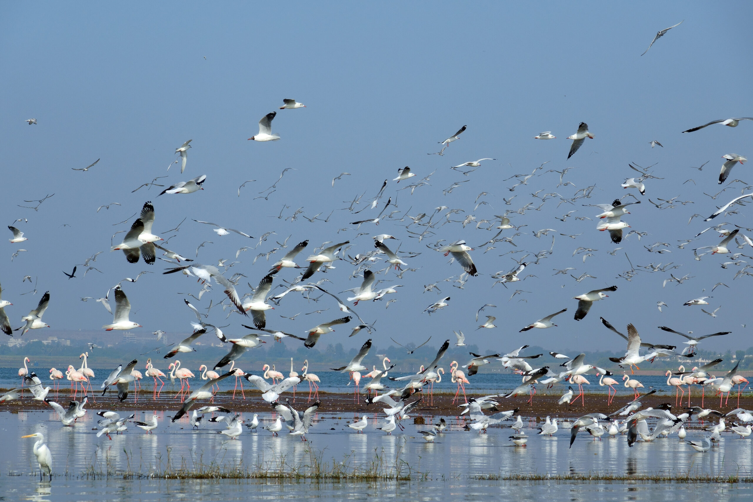 Birds of Bhigwan